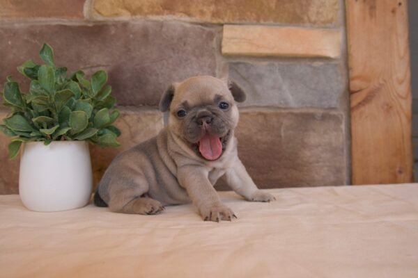 french bulldog puppy bella