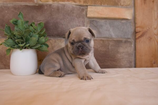 french bulldog puppy bella