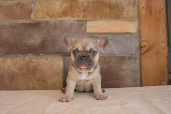 french bulldog puppy lily