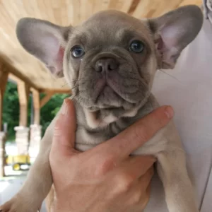 french bulldog puppy being held by man