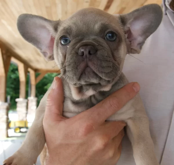 french bulldog puppy being held by man