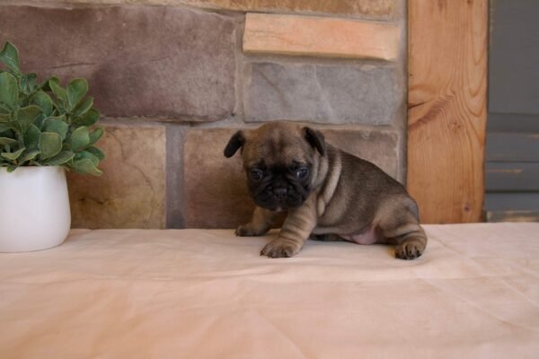 french bulldog puppy coco