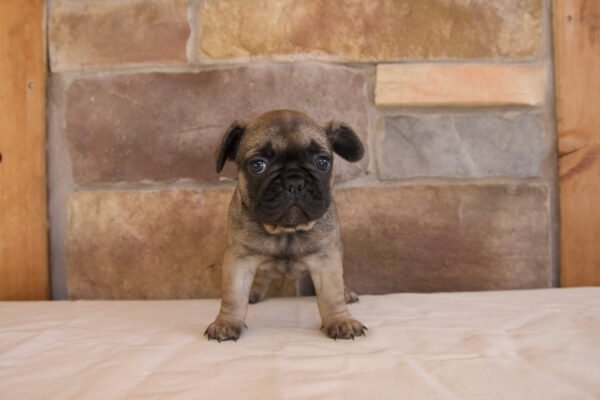 french bulldog puppy coco