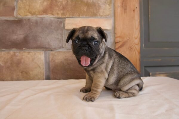 french bulldog puppy coco