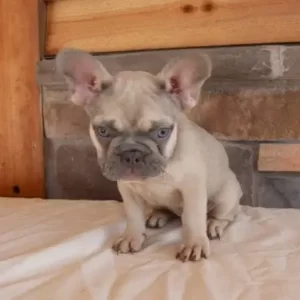 french bulldog puppy sitting on table