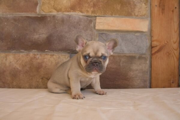 french bulldog puppy lily