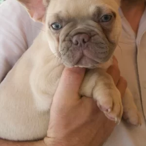 french bulldog puppy being held