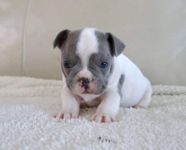Colby french bulldog puppy