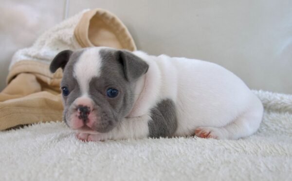 Colby french bulldog puppy