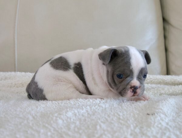 Colby french bulldog puppy