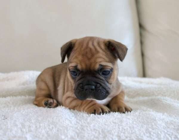 Koda french bulldog puppy