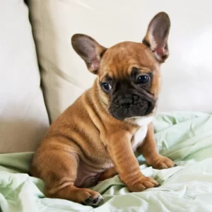 black mask french bulldog puppy sitting on couch