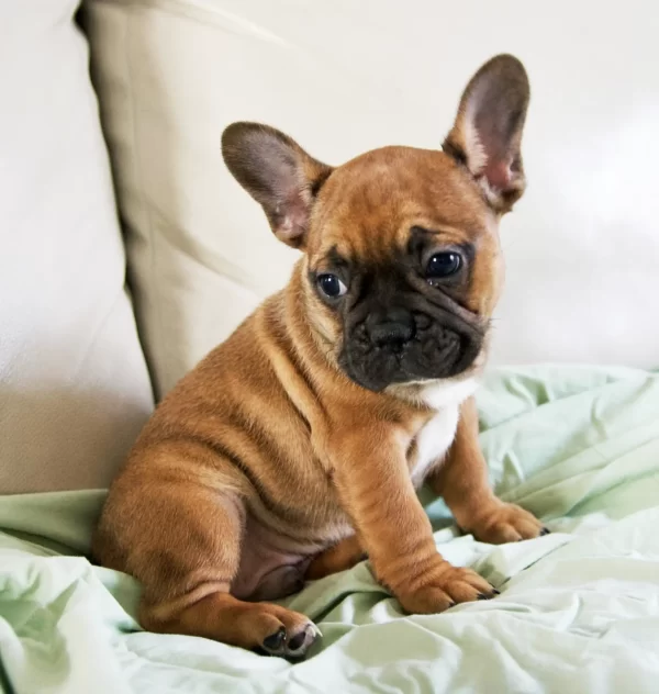black mask french bulldog puppy sitting on couch