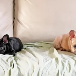 French Bulldog Puppies for Sale in Illinois