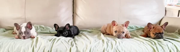 French Bulldog Puppies for Sale in Illinois