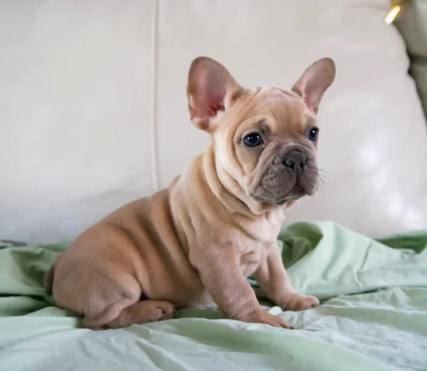 french bulldog puppy sitting on couch