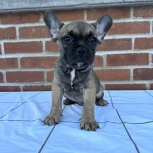 french bulldog puppy bear mochie