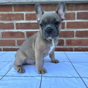 french bulldog puppy benji mochie