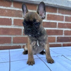 french bulldog puppy gigi mochi