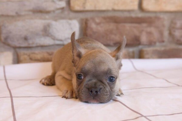 alfie french bulldog puppy