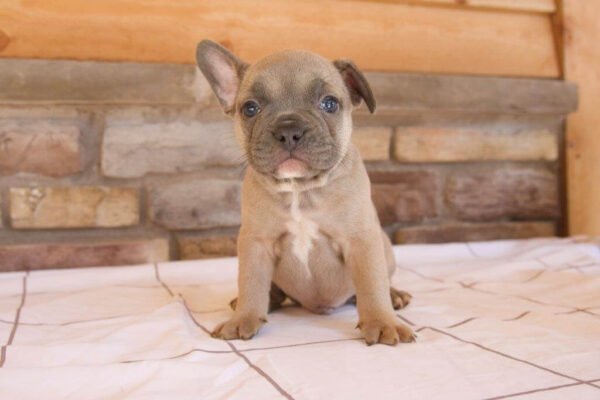 benji french bulldog puppy