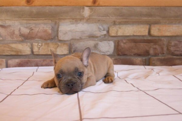 buster french bulldog puppy