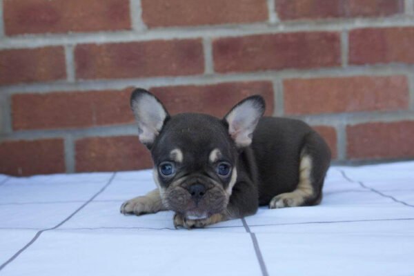 mia french bulldog puppy