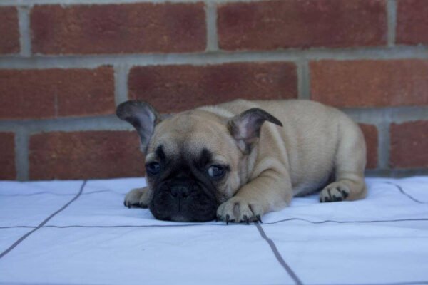 zoe french bulldog puppy