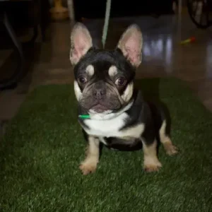 french bulldog puppy rue