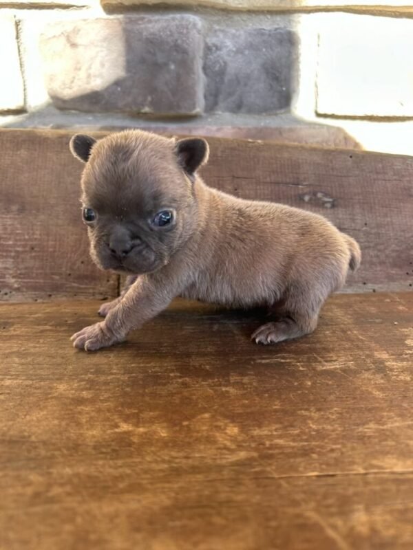 teddy french bulldog puppy