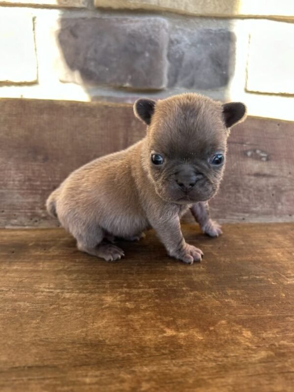 teddy french bulldog puppy