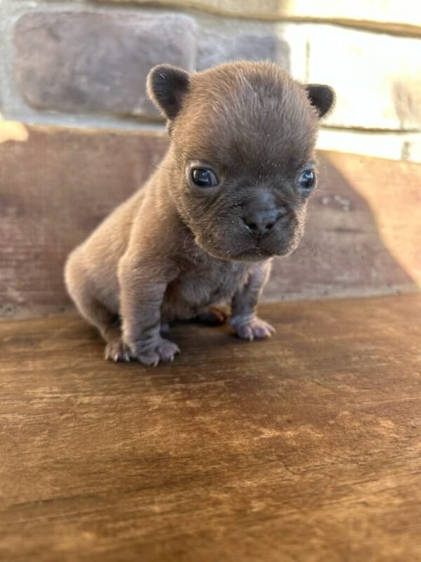 teddy french bulldog puppy