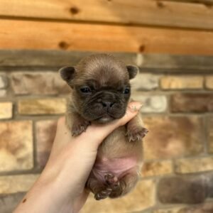 mia french bulldog puppy