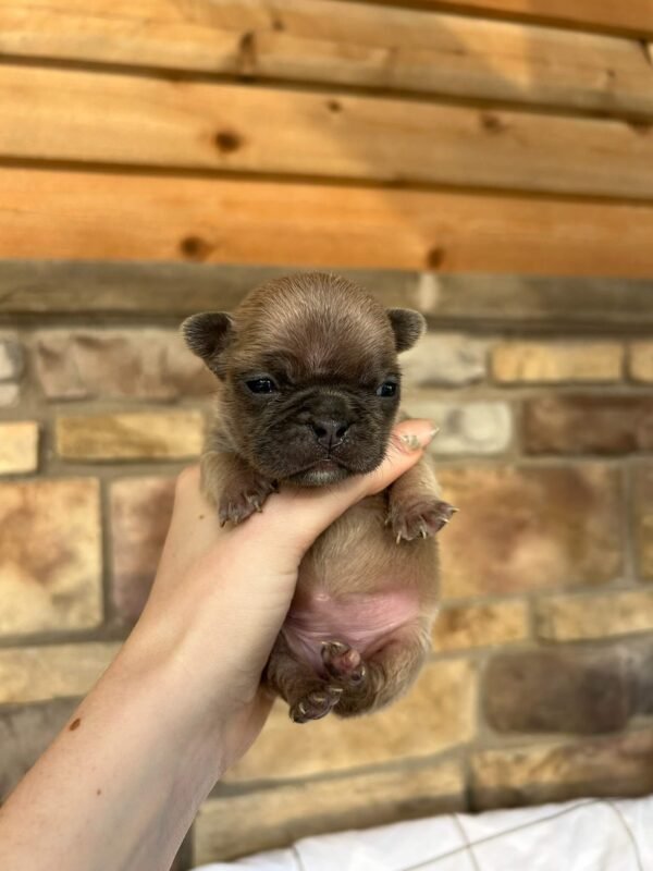 mia french bulldog puppy
