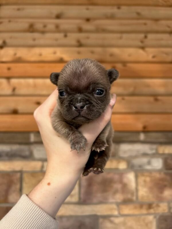 teddy french bulldog puppy