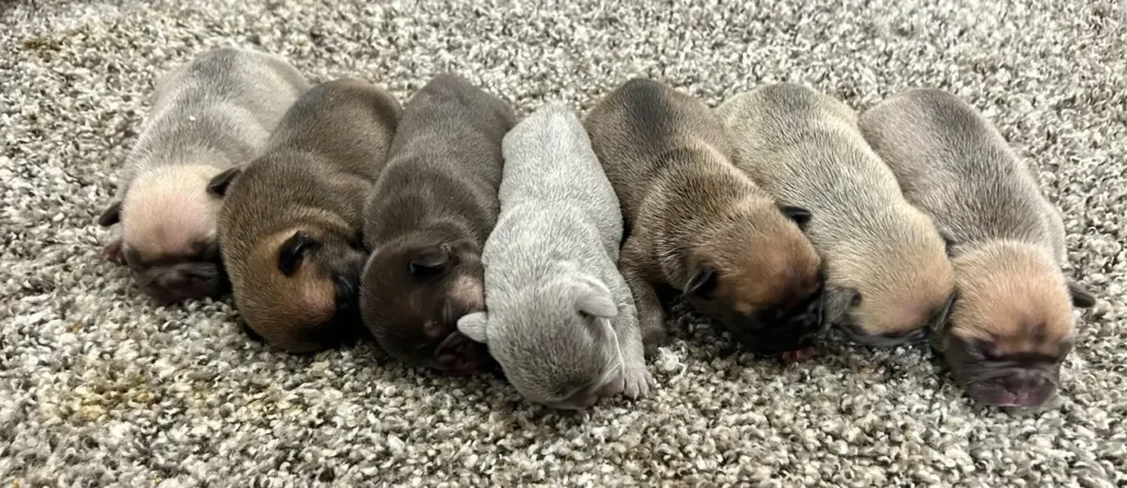 litter of french bulldog puppies