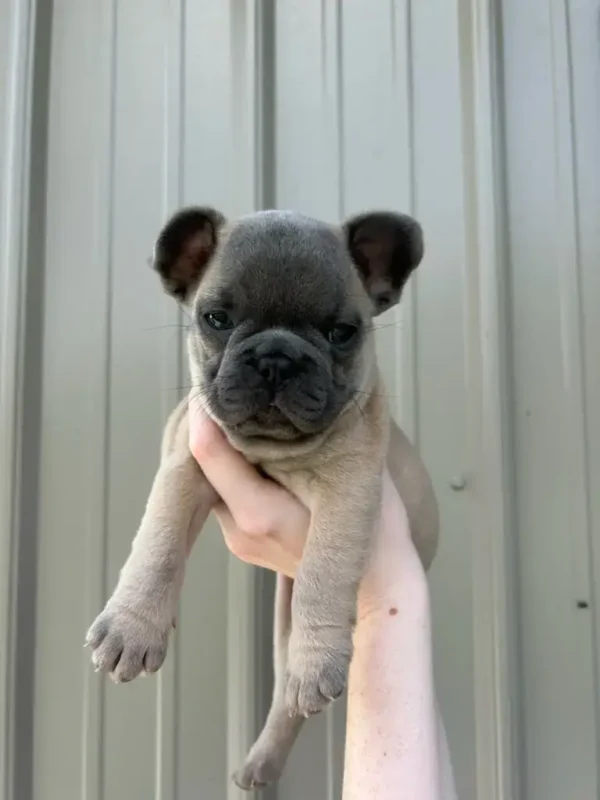 frenchie pup