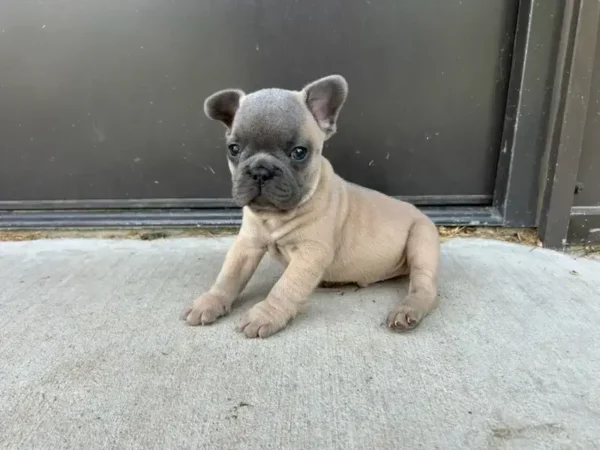 french bulldog puppy