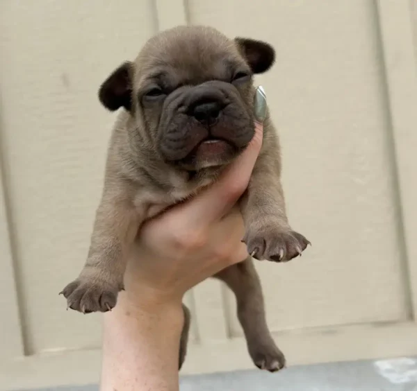 male gus
