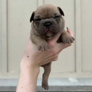 male oliver