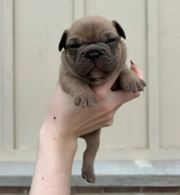male oliver