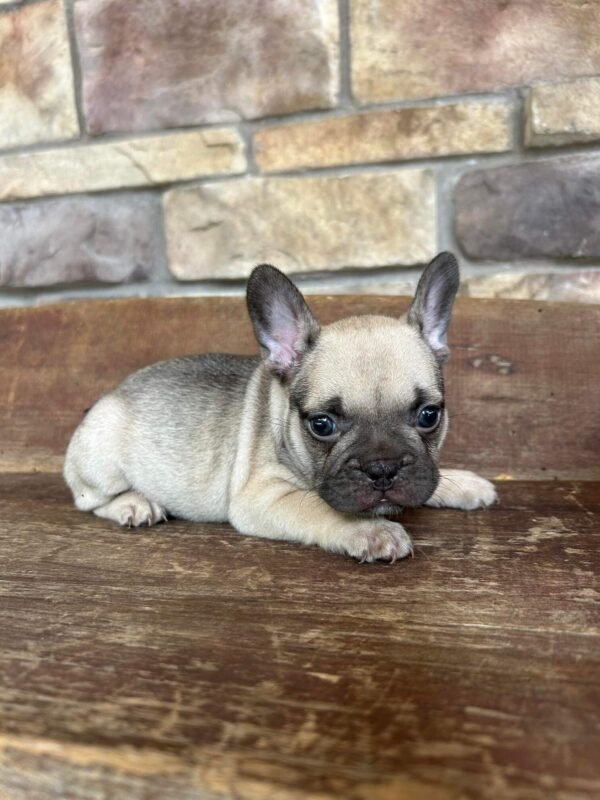 riley pup