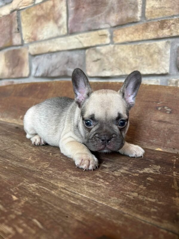 frenchie