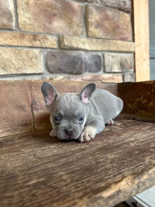 blue frenchie