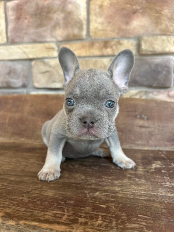 blu
