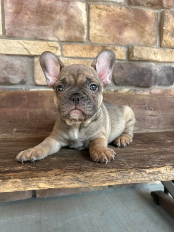gus