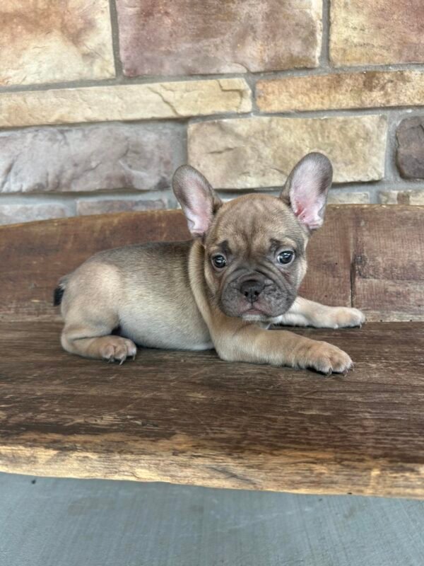 gus