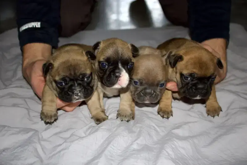 litter of puppies on bed