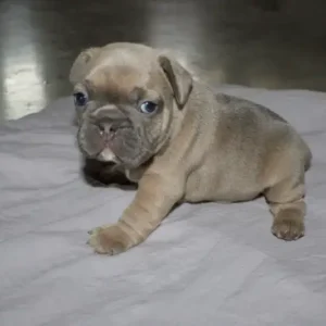 frenchie puppy on blanet