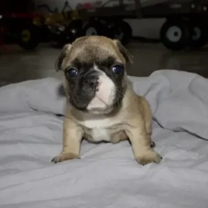 frenchie puppy on blanket